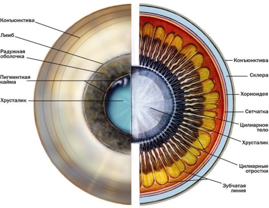 глава 2 анатомия органа зрения - student2.ru