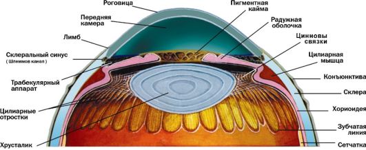 глава 2 анатомия органа зрения - student2.ru