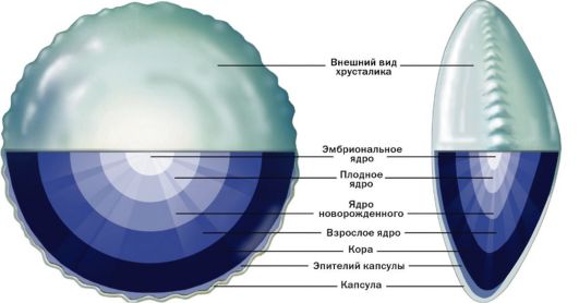 глава 2 анатомия органа зрения - student2.ru