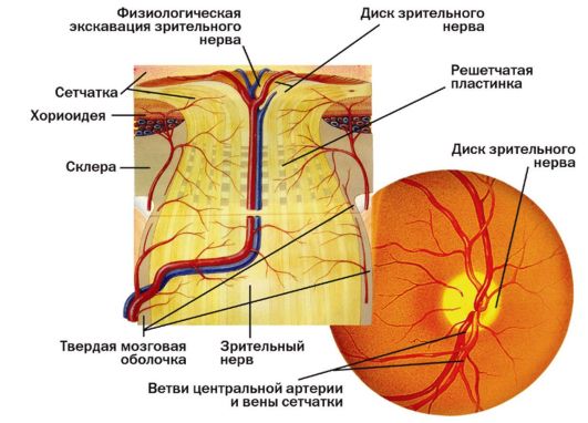 глава 2 анатомия органа зрения - student2.ru