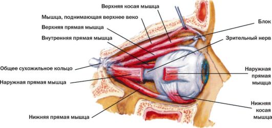 глава 2 анатомия органа зрения - student2.ru