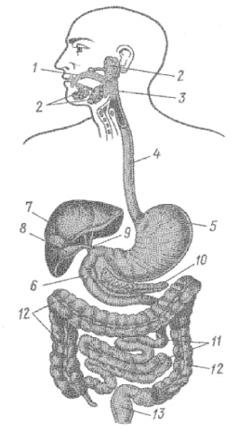 Глава 2. Физиология пищеварения - student2.ru