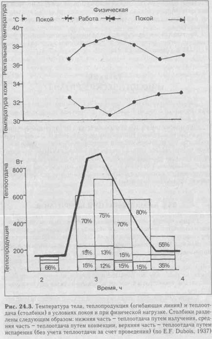 глава 24 терморегуляция. акклиматизация - student2.ru