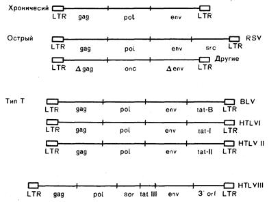 глава 293. т-лимфотропные вирусы человека - student2.ru