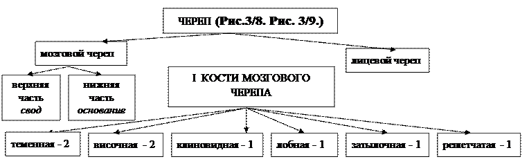 глава 3.2. морфофункциональная характеристика черепа и аппарата движения головы - student2.ru