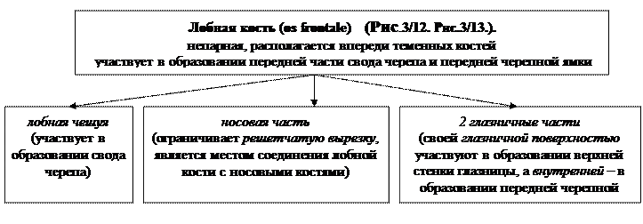 глава 3.2. морфофункциональная характеристика черепа и аппарата движения головы - student2.ru