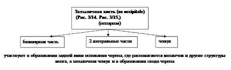 глава 3.2. морфофункциональная характеристика черепа и аппарата движения головы - student2.ru