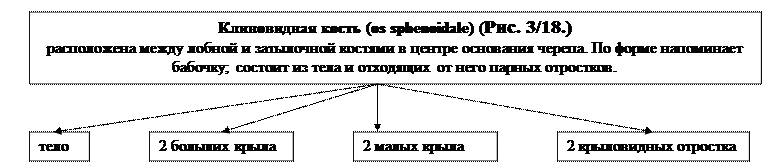 глава 3.2. морфофункциональная характеристика черепа и аппарата движения головы - student2.ru