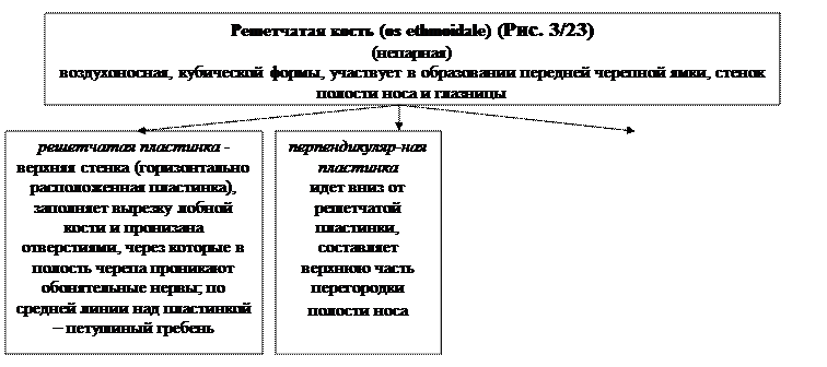 глава 3.2. морфофункциональная характеристика черепа и аппарата движения головы - student2.ru