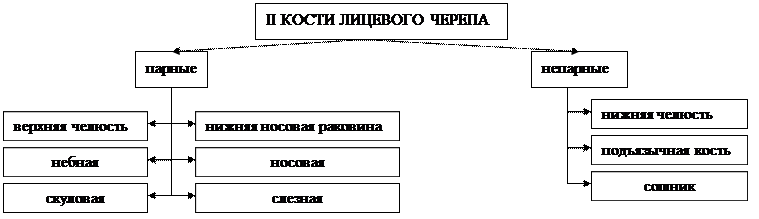 глава 3.2. морфофункциональная характеристика черепа и аппарата движения головы - student2.ru