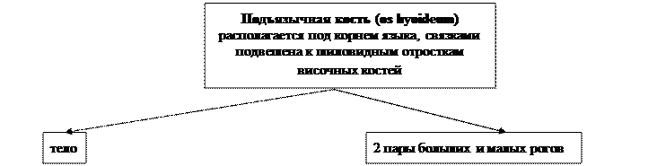 глава 3.2. морфофункциональная характеристика черепа и аппарата движения головы - student2.ru