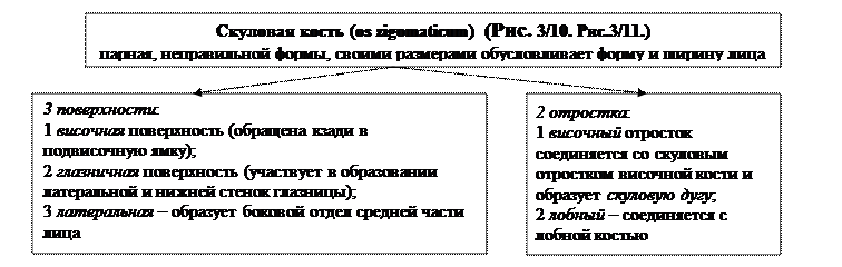 глава 3.2. морфофункциональная характеристика черепа и аппарата движения головы - student2.ru