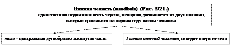 глава 3.2. морфофункциональная характеристика черепа и аппарата движения головы - student2.ru