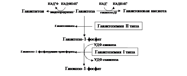 Глава 3. Наследственные заболевания углеводного обмена - student2.ru