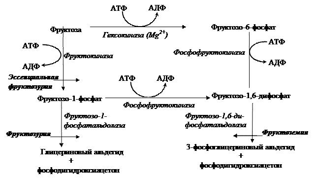 Глава 3. Наследственные заболевания углеводного обмена - student2.ru