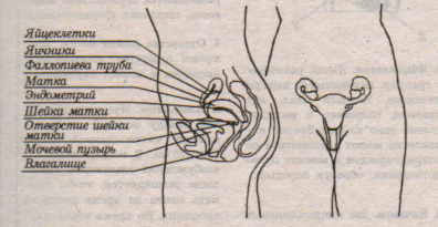 Глава 3. Репродуктивная анатомия женщины состоит не только из влагалища - student2.ru