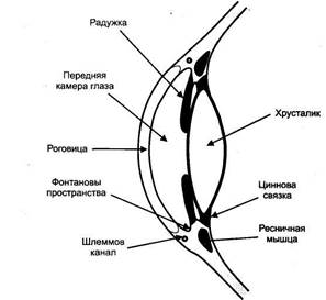 Глава 3. Вещества, действующие на холинергические синапсы - student2.ru