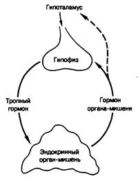 глава 320. начала эндокринологии - student2.ru