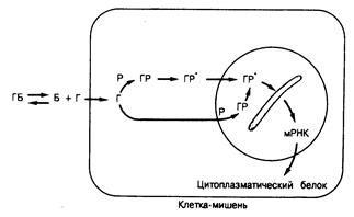 глава 320. начала эндокринологии - student2.ru