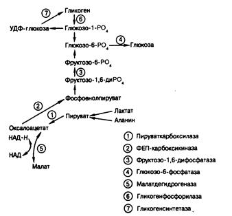 глава 329. гипогликемия; инсулинома и другие гормонально-активные опухоли поджелудочной железы - student2.ru