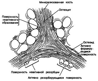 глава 335. обмен кальция, фосфора и костная ткань: кальцийрегулирующие гормоны - student2.ru