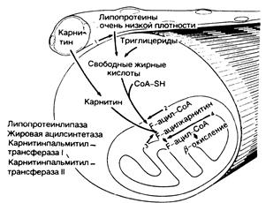 глава 357. мышечная дистрофия и другие хронические миопатии - student2.ru