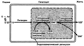 глава 38. желтуха и гепатомегалия - student2.ru