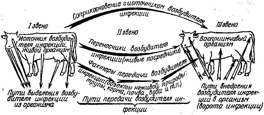 глава 4. учение об эпизоотическом процессе - student2.ru