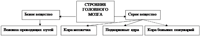 глава 5.4. функциональная анатомия головного мозга. - student2.ru