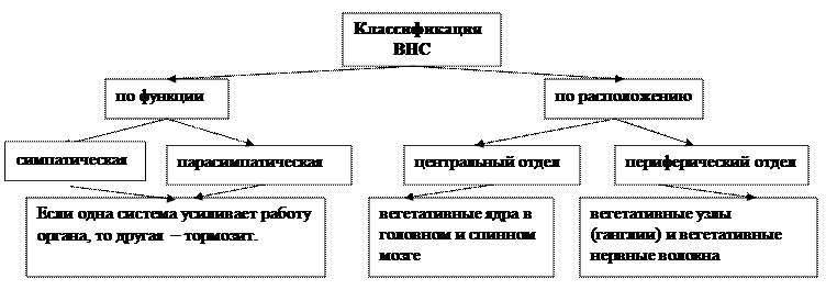 глава 5.6. вегетативная нервная система - student2.ru