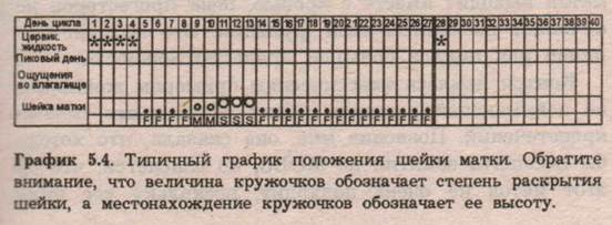 Глава 5. Три главных признака способности к деторождению - student2.ru