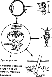 глава 51. пигментация кожи и нарушения обмена меланина - student2.ru