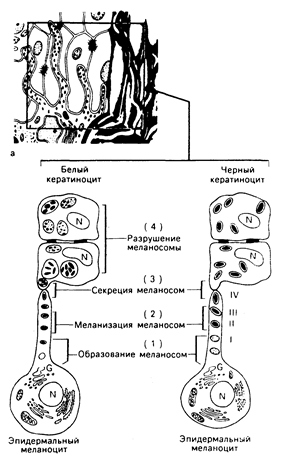 глава 51. пигментация кожи и нарушения обмена меланина - student2.ru