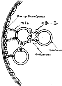 глава 54. кровотечение и тромбоз - student2.ru