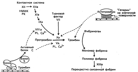 глава 54. кровотечение и тромбоз - student2.ru