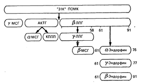 глава 69. эндогенные опиатные пептиды - student2.ru
