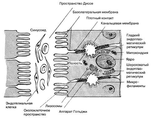 Глава 7. Желтуха и нарушение функции печени - student2.ru