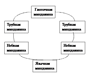 глава 8.2. анатомия и физиология органов пищеварительного канала - student2.ru