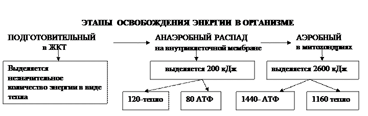 глава 8.5. обмен веществ и энергии в организме - student2.ru