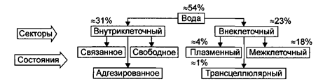 Глава 8. Патология водно-электролитного обмена и КЩС - student2.ru