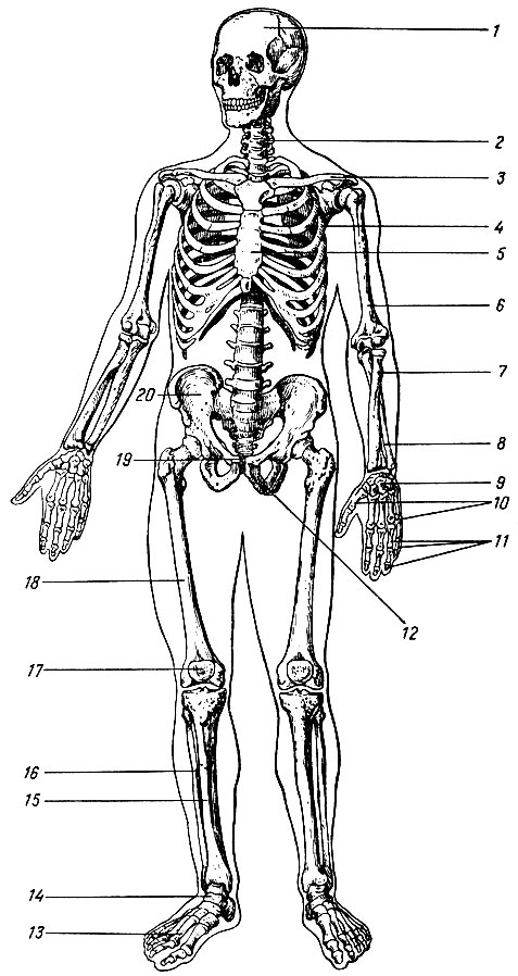 Глава II. Кости и их соединения - student2.ru