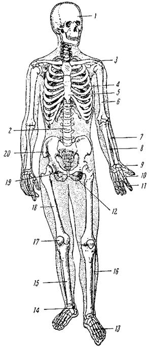 Глава II. Кости и их соединения (скелет) - student2.ru