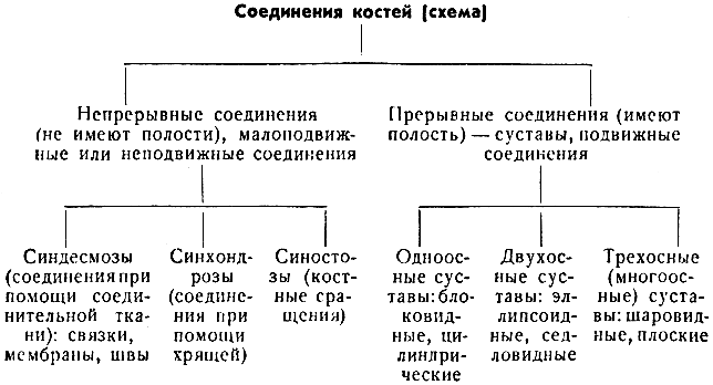 Глава II. Кости и их соединения (скелет) - student2.ru