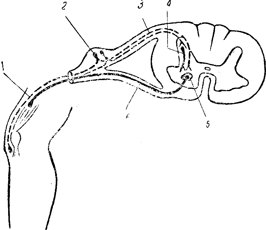 глава ii. рефлекторно-двигательная функция, периферические и центральные параличи - student2.ru