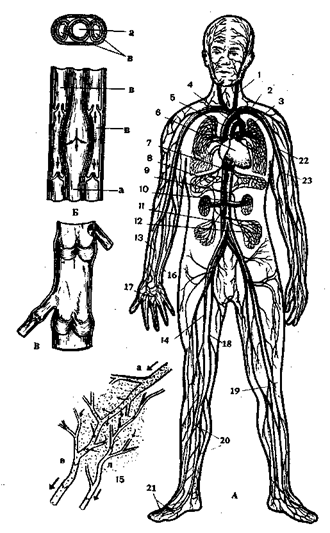 глава iii. лечебная физкультура при заболеваниях сердечно-сосудистой системы - student2.ru