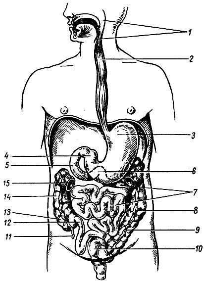 Глава IV. Система органов пищеварения. Пищеварение - student2.ru