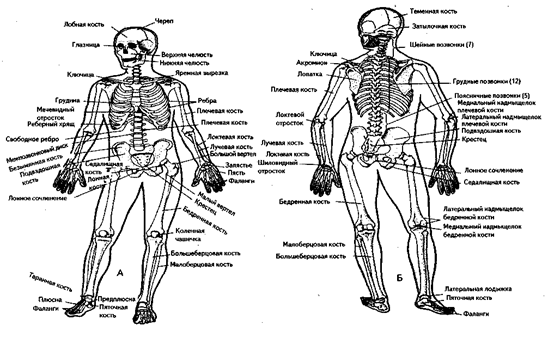 глава ix. лечебная физкультура в травматологии и ортопедии - student2.ru