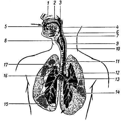 Глава V. Система органов дыхания. Дыхание - student2.ru