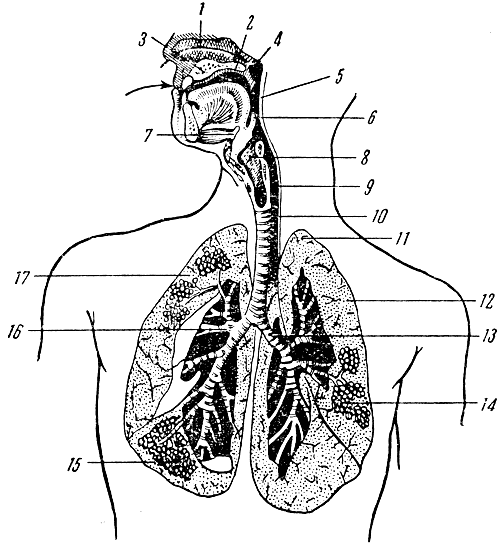 Глава VI. Система органов дыхания. Дыхание - student2.ru