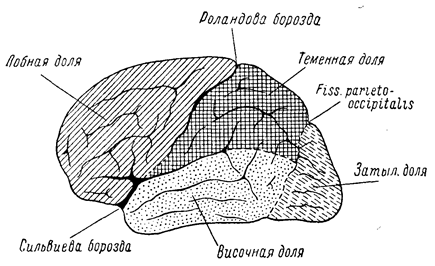 глава viii. кора головного мозга, симптомокомплексы поражения - student2.ru